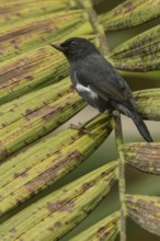 White-sided Flowerpiercer (Diglossa albilatera) perched on a branch in the mountains of Colombia,