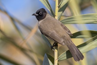 Gelbsteißbülbül, Yellow-vented Bulbul, White-eyed Bulbul, White-spectacled Bulbul, Pycnonotus