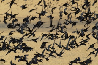 Black tailed godwit (Limosa limosa) adult wading birds taking off in flight in a flock, RSPB