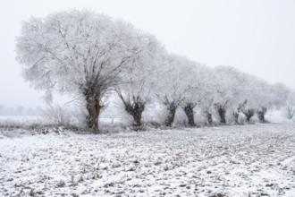 Willows in snow, winter, Vechta, Lower Saxony, Germany