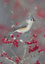 Tufted Titmouse (Baeolophus bicolor), Ohio, USA