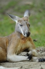 A kangaroo sits on sandy ground with its eyes closed, Red kangaroo (Osphranter rufus, Kangourou