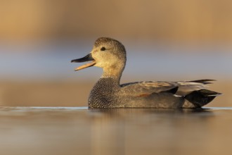 Gadwall (Anas strepera) swimming in a pond in Manitoba, Canada