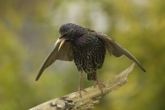 Common Starling (Sturnus vulgaris) calling, Bavaria, Germany
