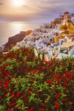 Scenic sunset over sea and picturesque Oia town on Santorini island in summer with red flowers on
