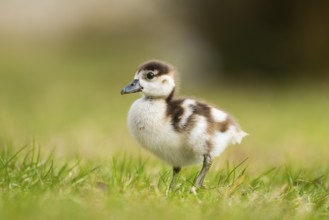 Egyptian goose (Alopochen aegyptiaca) cute chick on a meadow at the shore of a lake, Bavaria,