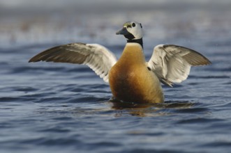Steller's Eider (Polysticta stelleri) male, Alaska, USA