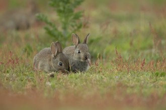 Rabbit (Oryctolagus cuniculus) two juvenile baby bunny animals feeding amongst flowering Sorrel
