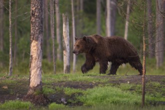 Eurasian Brown Bear (Ursus arctos), Kuhmo, Finland