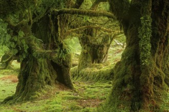 Europe, Portugal, Madeira, laurel forest, laurel trees, Fanal, Madeira, Portugal