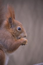 One Red squirrel or Eurasian red squirrel (Sciurus vulgaris) feeding on peanut. Trees in the
