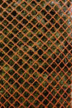 Close-up of Thuja occidentalis 'Smaragd' - Cedar tree protected with fluorescent orange plastic