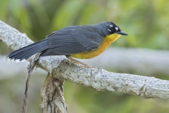 Fan-tailed Warbler (Basileuterus lachrymosus) perched on a branch in Oaxaca, Mexico