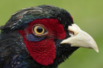 Common pheasant (Phasianus colchicus) adult male game bird head portrait, England, United Kingdom