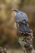 Northern Goshawk (Accipiter gentilis), adult male, Castile and Leon, Spain