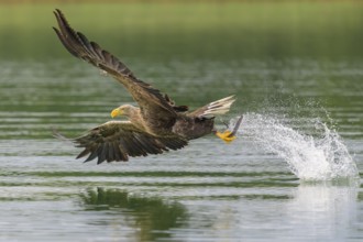 White-tailed eagle (Haliaeetus albicilla), in flight grabbing its prey, Mecklenburg-Western