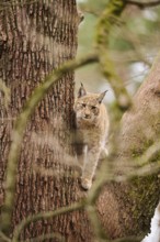 Eurasian lynx (Lynx lynx) sitting on a tree, Bavaria, Germany