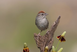 Rufous-crowned Sparrow (Aimophila ruficeps), Texas, USA