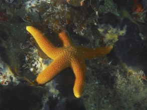 Bright orange-coloured starfish, net starfish (Henricia ornata) on a mixed seabed. Dive site False