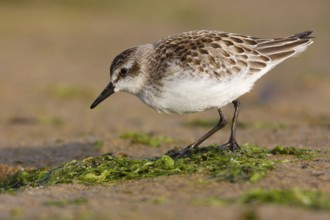 Semipalmated Sandpiper (Calidris pusilla) juvenile, Asturias, Spain