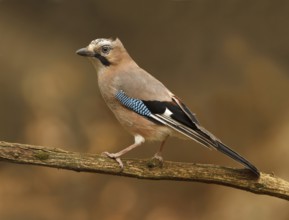 Eurasian Jay (Garrulus glandarius), Utrecht, Netherlands