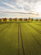 Aerial view of avenue in autumn at sunrise with agriculture in the foreground, Herrenberg, Germany