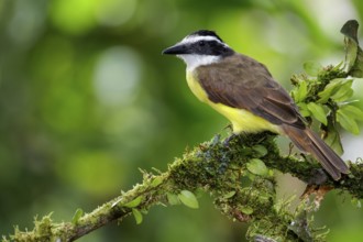 Great Kiskadee (Pitangus sulphuratus) perched on a branch in Costa Rica