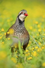 The red-legged partridge stands in a vibrant meadow, surrounded by blooming yellow wildflowers Its