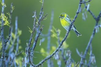 European Serin (Serinus serinus) male perched on a branch, Andalusia, Spain