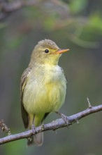 Yellow Warbler, Icterine Warbler, Hippolais icterina, Hypolaïs ictérine, Zarcero Icterino, Worms,
