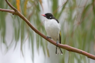 Painted Honeyeater (Grantiella picta), Victoria, Australia