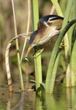 Least Bittern (Ixobrychus exilis), Texas, USA