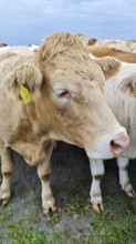 A cow (Bos taurus) with ear tag on the pasture, Franconian Forest nature park Park