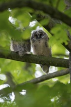 Long-eared owl (Asio otus), two young birds, nest fledglings, Bottrop, Ruhr area, North