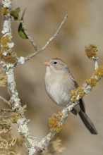 Field Sparrow (Spizella pusilla), Texas, USA