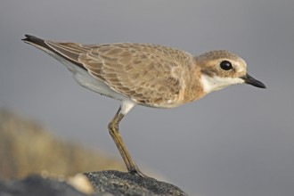Lesser Sand Plover (Charadrius mongolus), Negombo, Sri Lanka