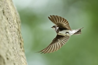 Sand martin (Riparia riparia), approaching the breeding tube, Reussegg nature reserve, Canton