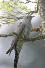 Cuckoo (Cuculus canorus) Allgäu, Bavaria, Germany, Allgäu, Bavaria, Germany