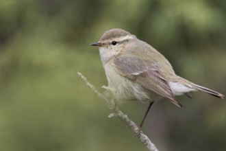 Humes Leaf Warbler - Tienschan-Laubsänger - Phyllsocopus humei ssp. humei, Kyrgyzstan