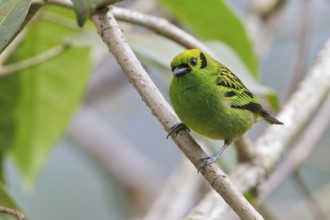 Emerald Tanager (Tangara florida) perched on a branch in Costa Rica, Central America