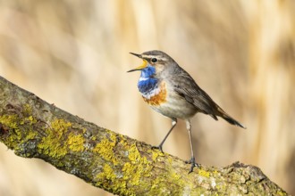 Bluethroat (Luscinia svecica cyanecula) ml Germany