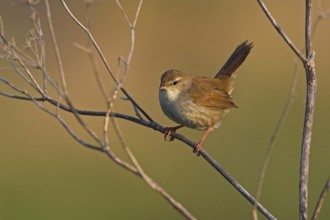 Cetti's Warbler (Cettia cetti), Lesvos, Greece