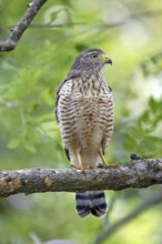 Roadside Hawk Buteo magirostris Palo Verde National Park, Costa Rica 17 October Immature