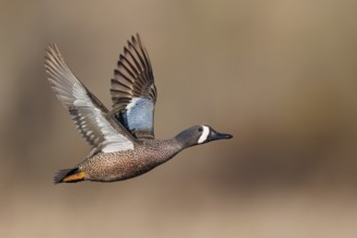 Blue-winged Teal (Anas discors) flying above pond in Manitoba, Canada