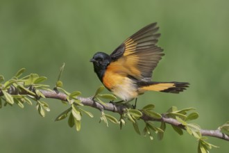 American Redstart (Setophaga ruticilla) male, Texas, USA