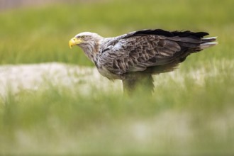 White-tailed Eagle (Haliaeetus albicilla) on ground, Romania