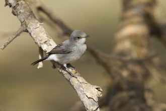 Blackstart (Oenanthe melanura), Oman