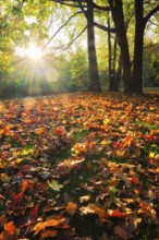Golden autumn fall October in famous Munich relax place, Englischer Garten. English garden with