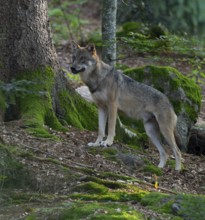 Wolf (Canis lupus) stands in the forest and looks attentively, Germany