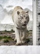 White tiger (Panthera tigris) next to its cage, leucism, restless, slightly open mouth, captive